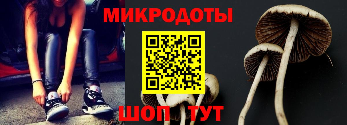 Галлюциногенные грибы Psilocybe Кызыл